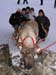 lappland_006
